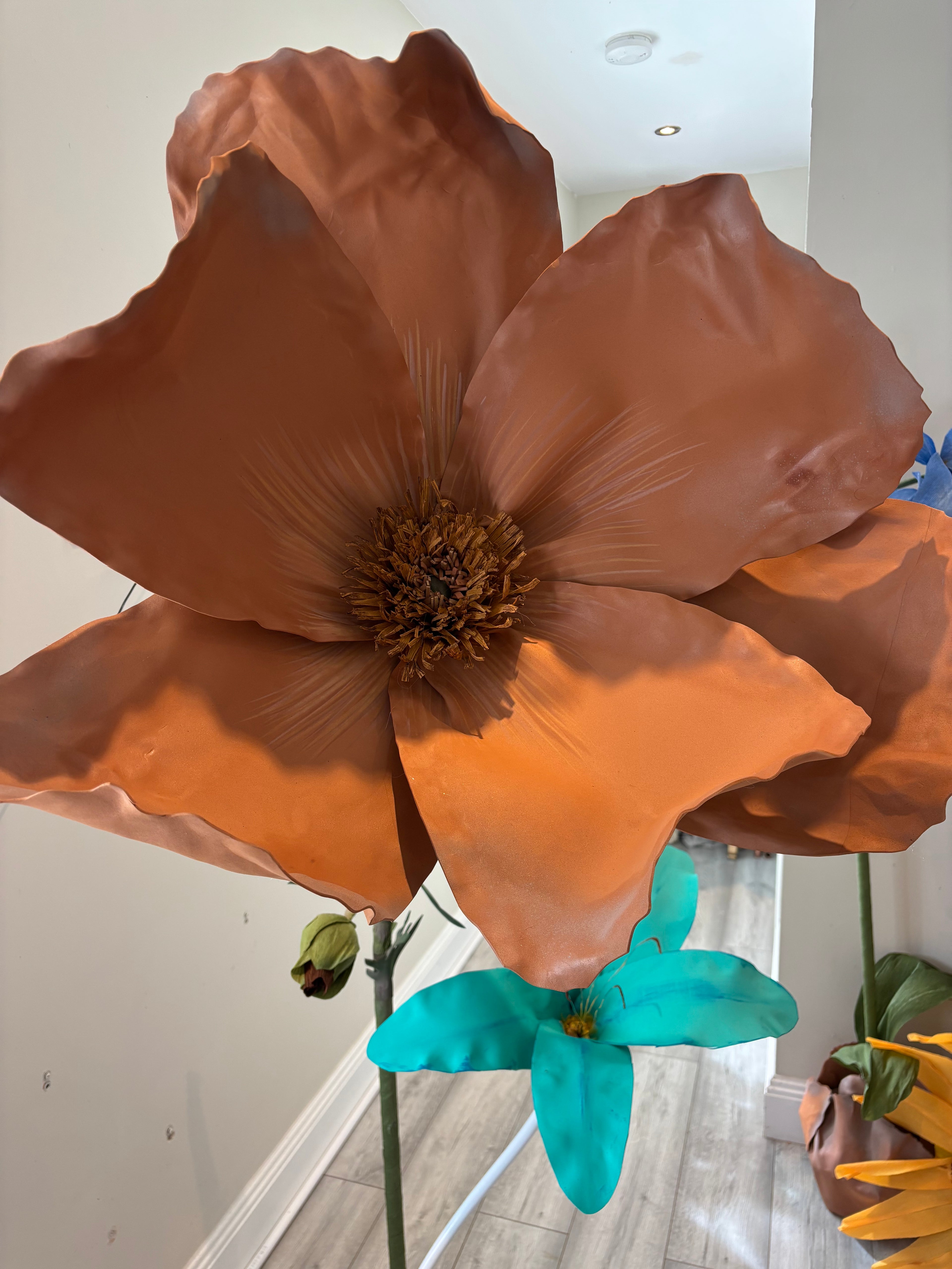 Brown Poppy